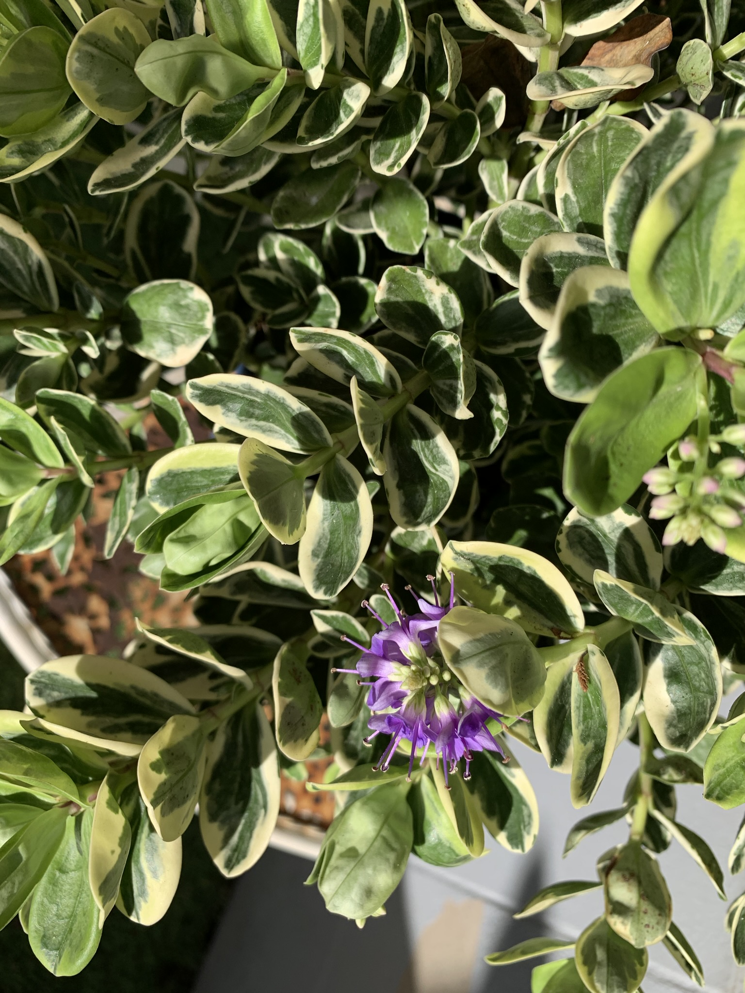 IMG_9317 Décorations Florales Eno Fleurs